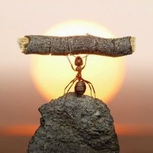 Meet your Posher, Trang